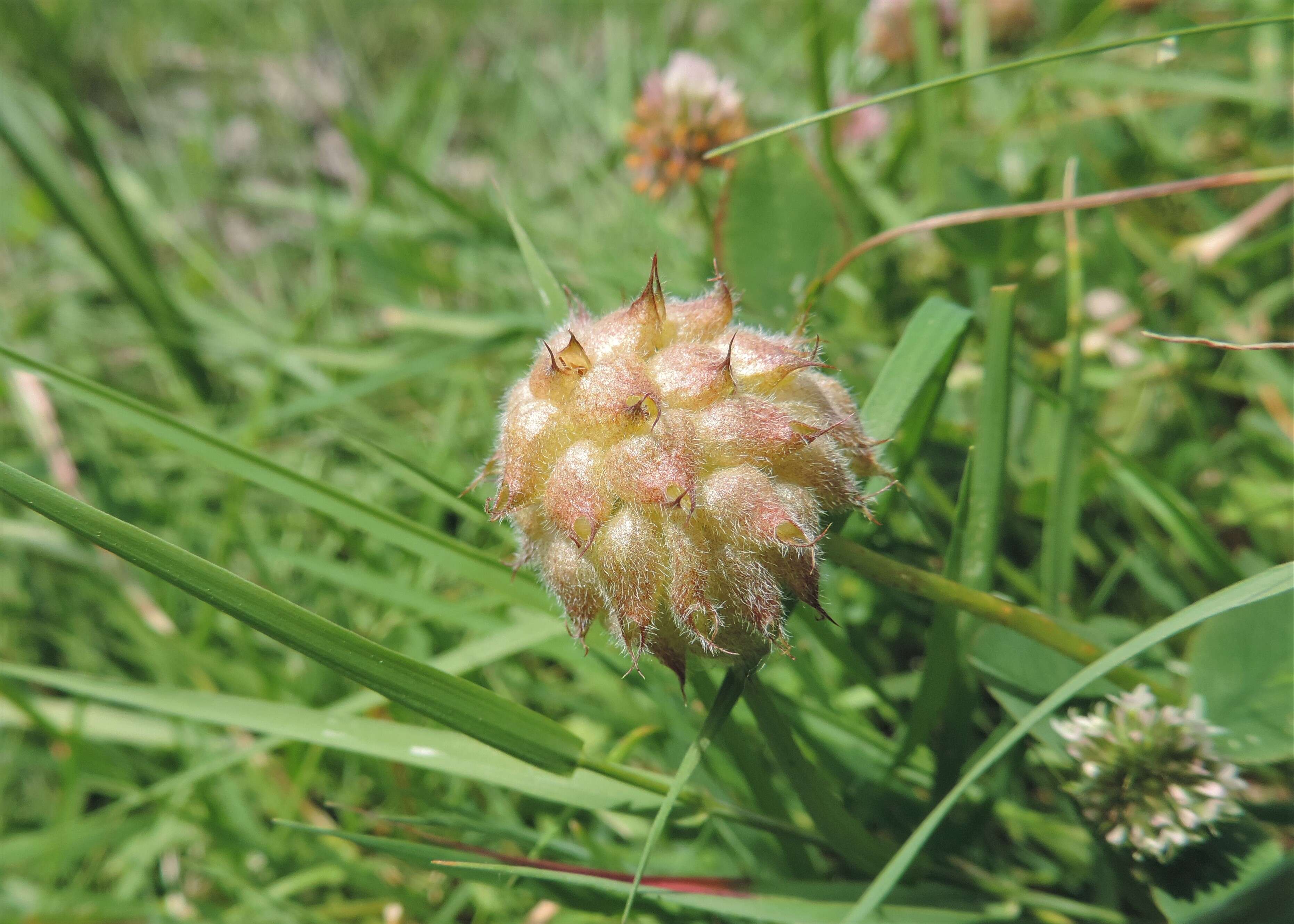 Image of strawberry clover