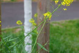 Imagem de Sisymbrium loeselii L.