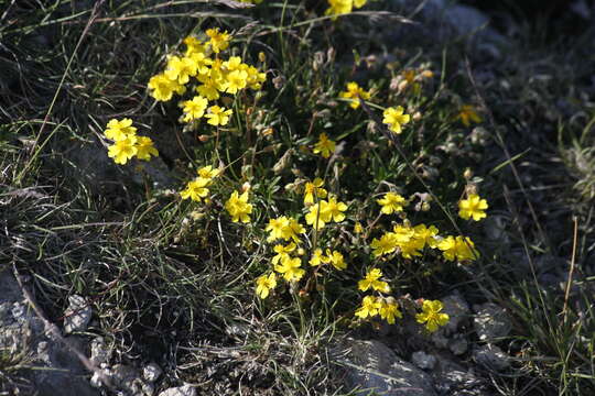 Image of White Rock-rose