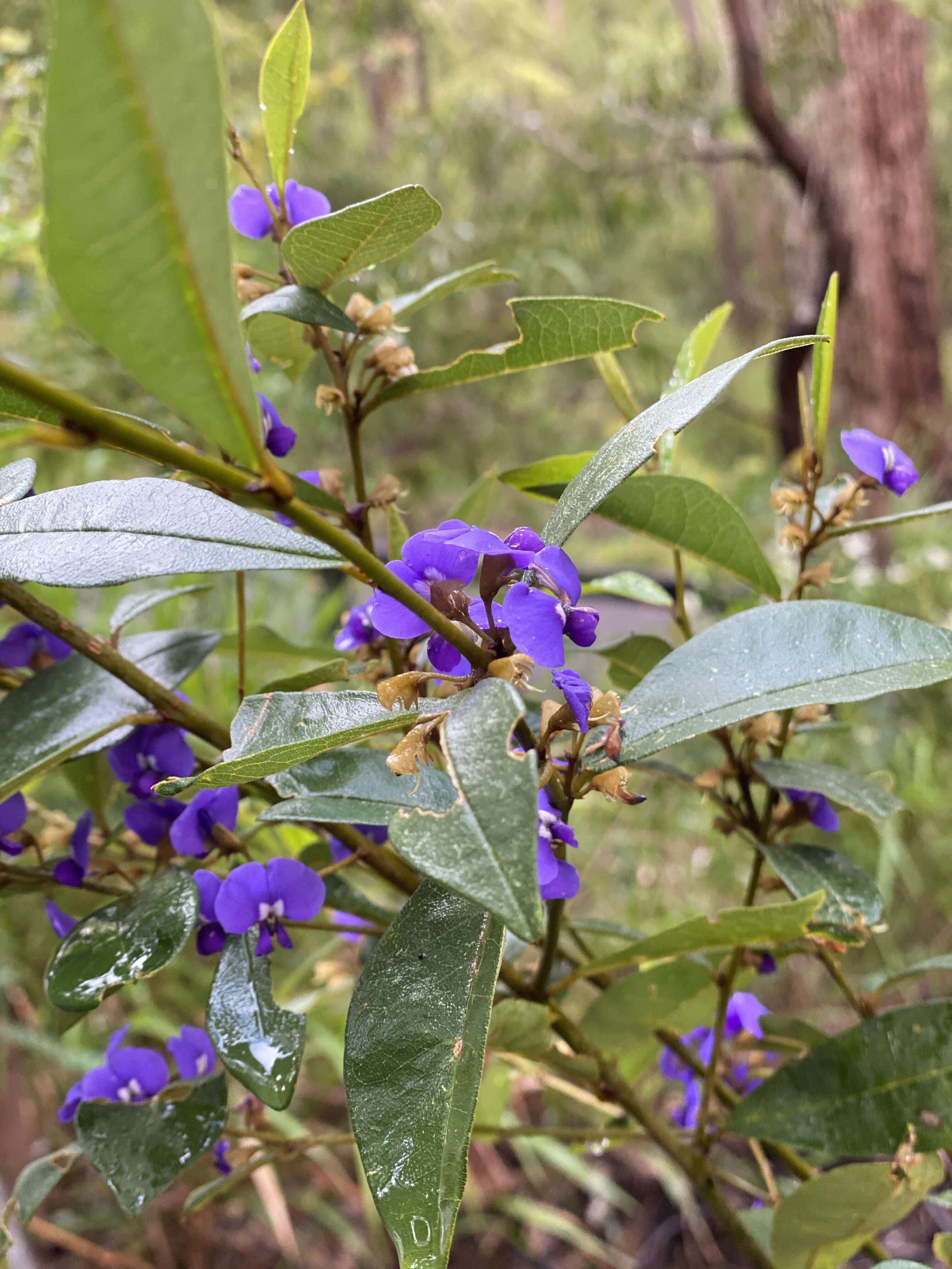 Image of Hardenbergia