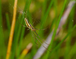 Image de Tetragnatha extensa (Linnaeus 1758)