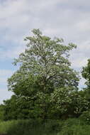 Image of black locust