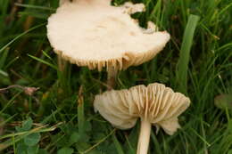 صورة Marasmius oreades (Bolton) Fr. 1836