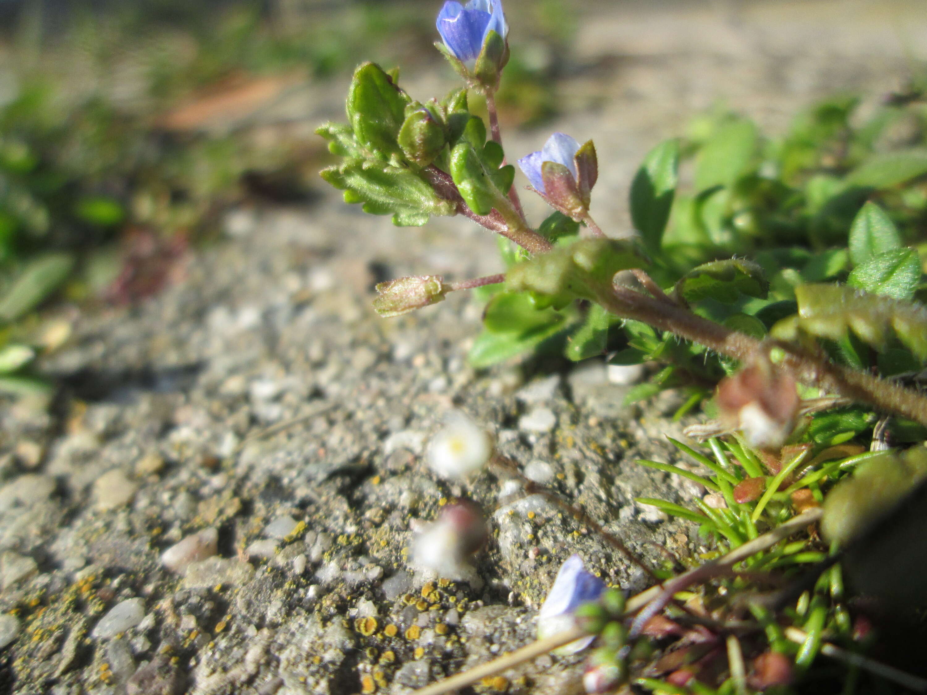 Image of Grey Field-speedwell