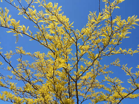 Plancia ëd Gleditsia triacanthos L.