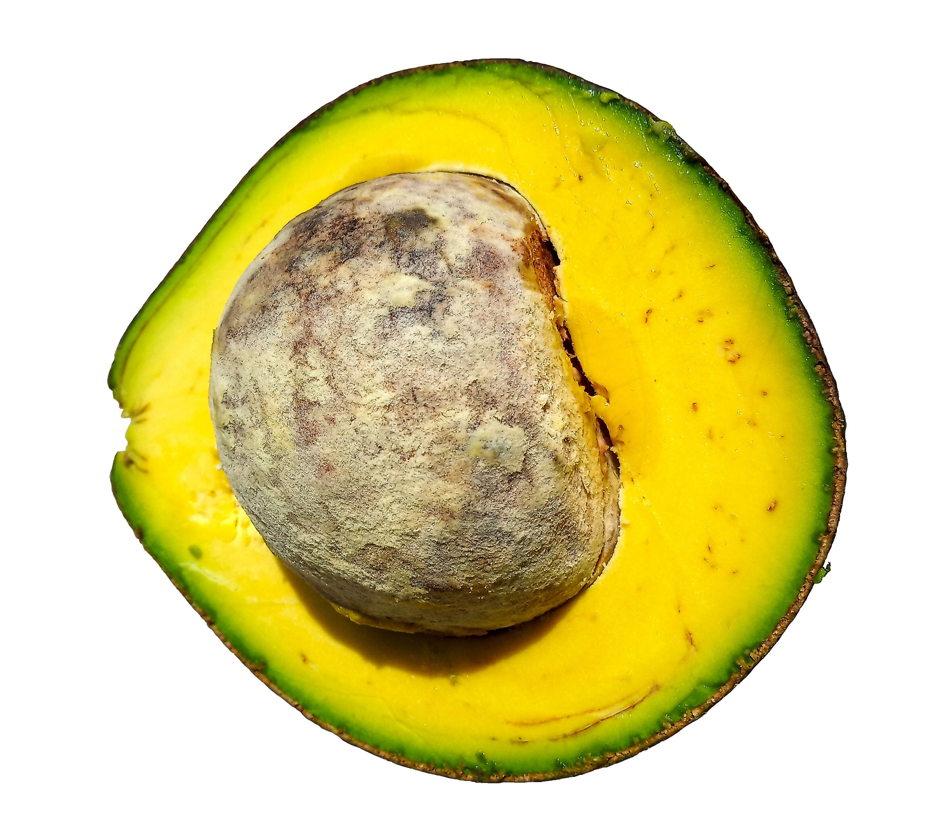 Image of avocado