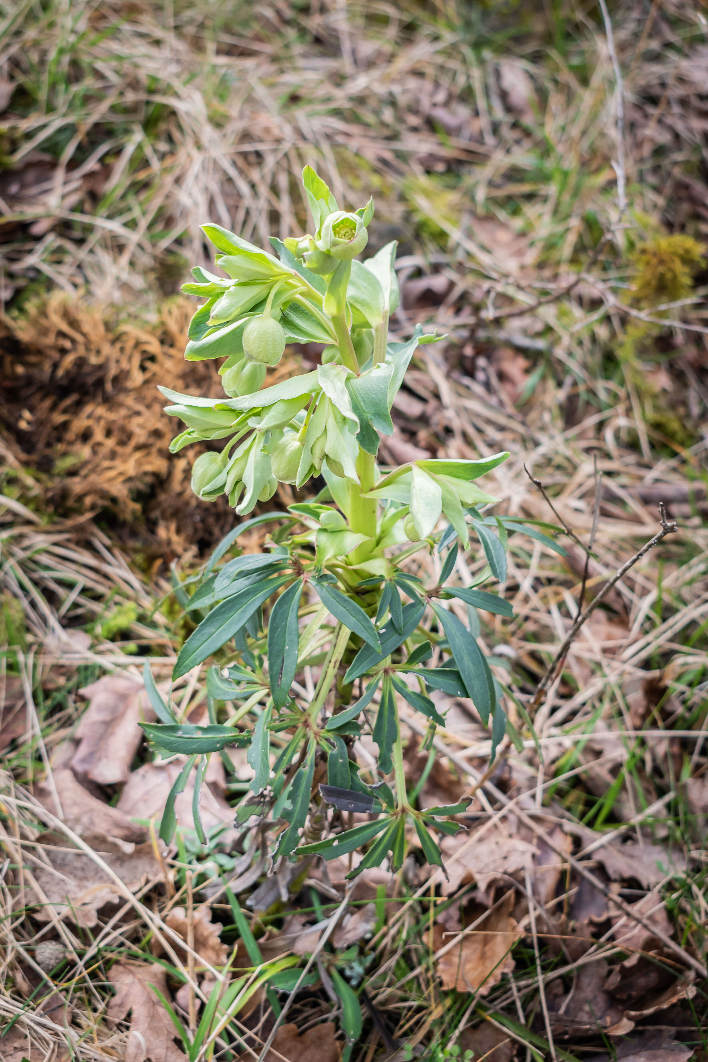 Image of Stinking Hellebore