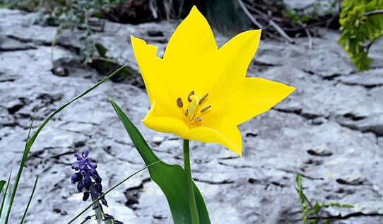 Image of Tulipa hungarica Borbás