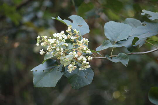 Kydia calycina Roxb. resmi