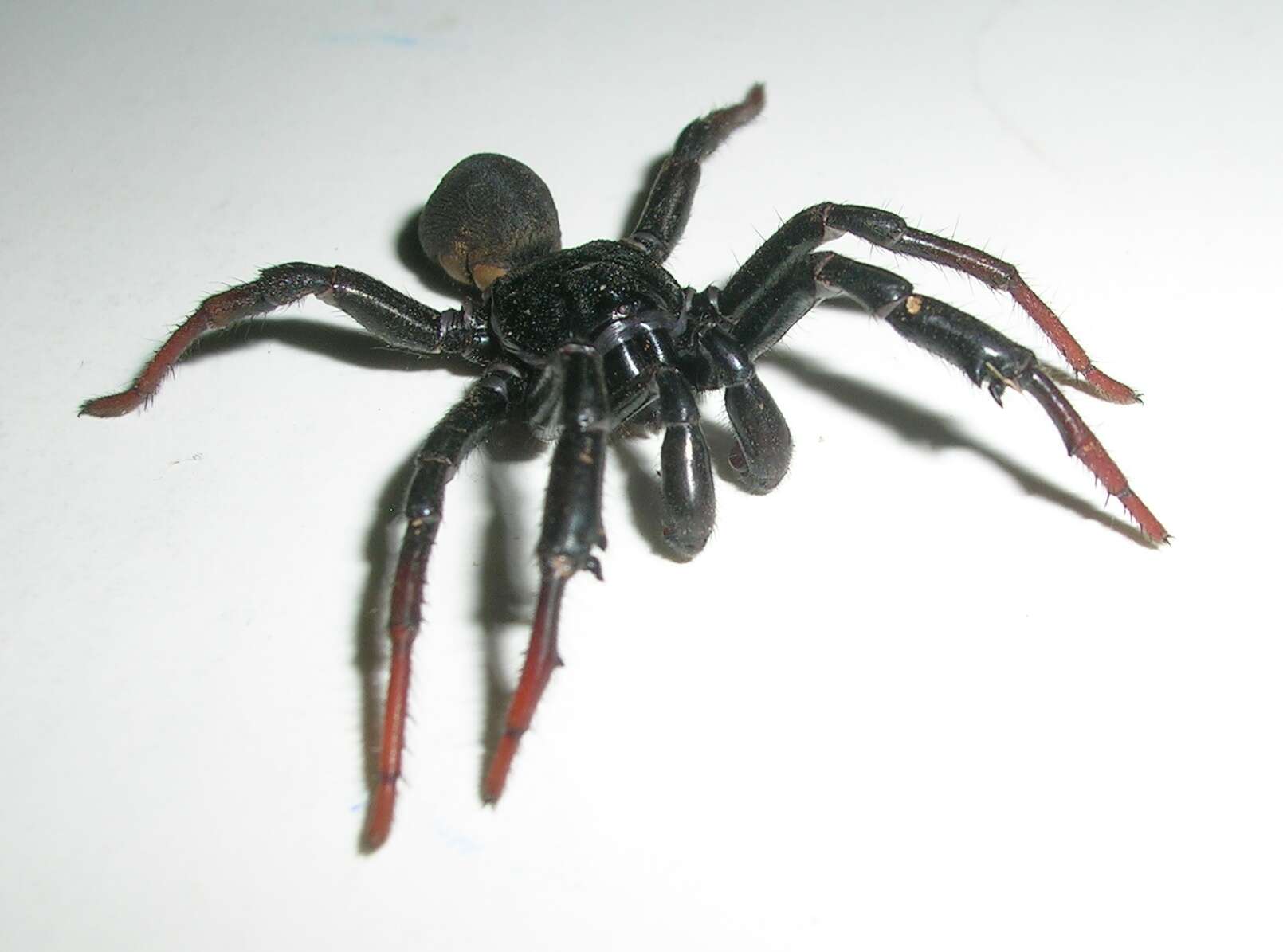 Image of armored trapdoor spiders