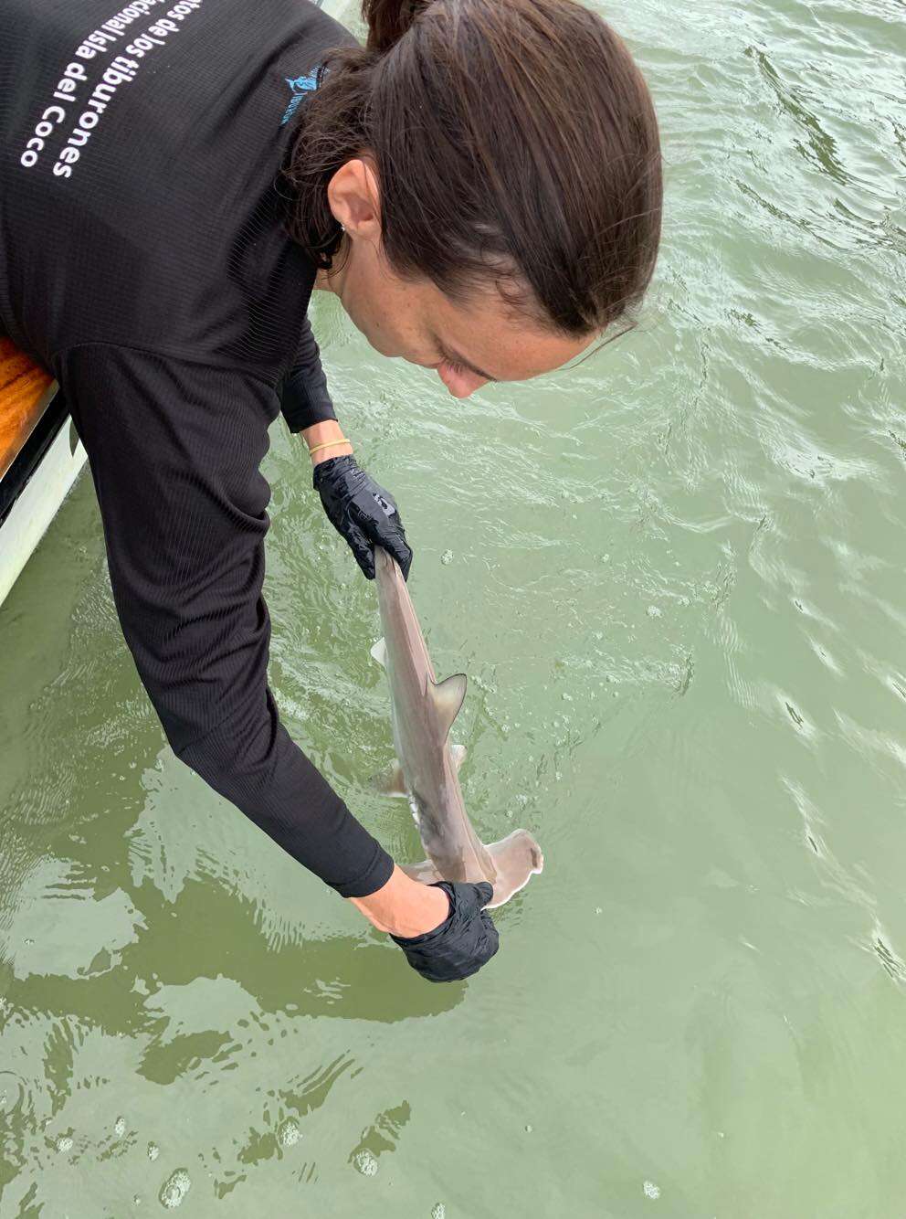 Image of Scalloped Hammerhead