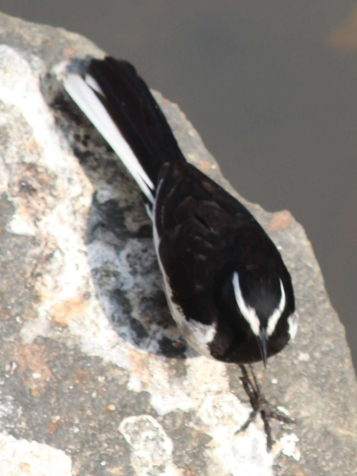 Image of White-browed Wagtail