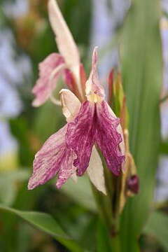 Imagem de Roscoea beesiana Cowley & C. Whitehouse