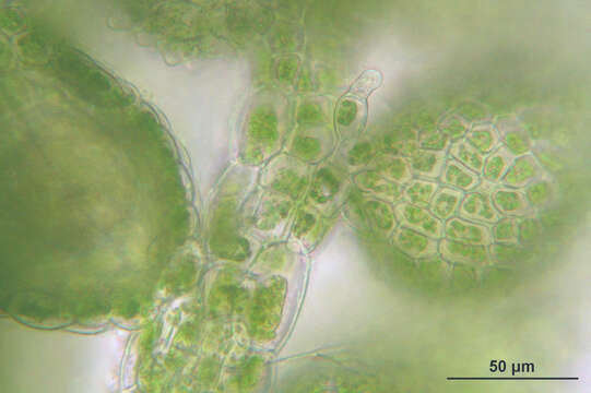 Image of Cololejeunea calcarea (Lib.) Steph.