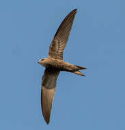 Image of Pallid Swift