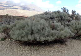 Image of Tiede White Broom