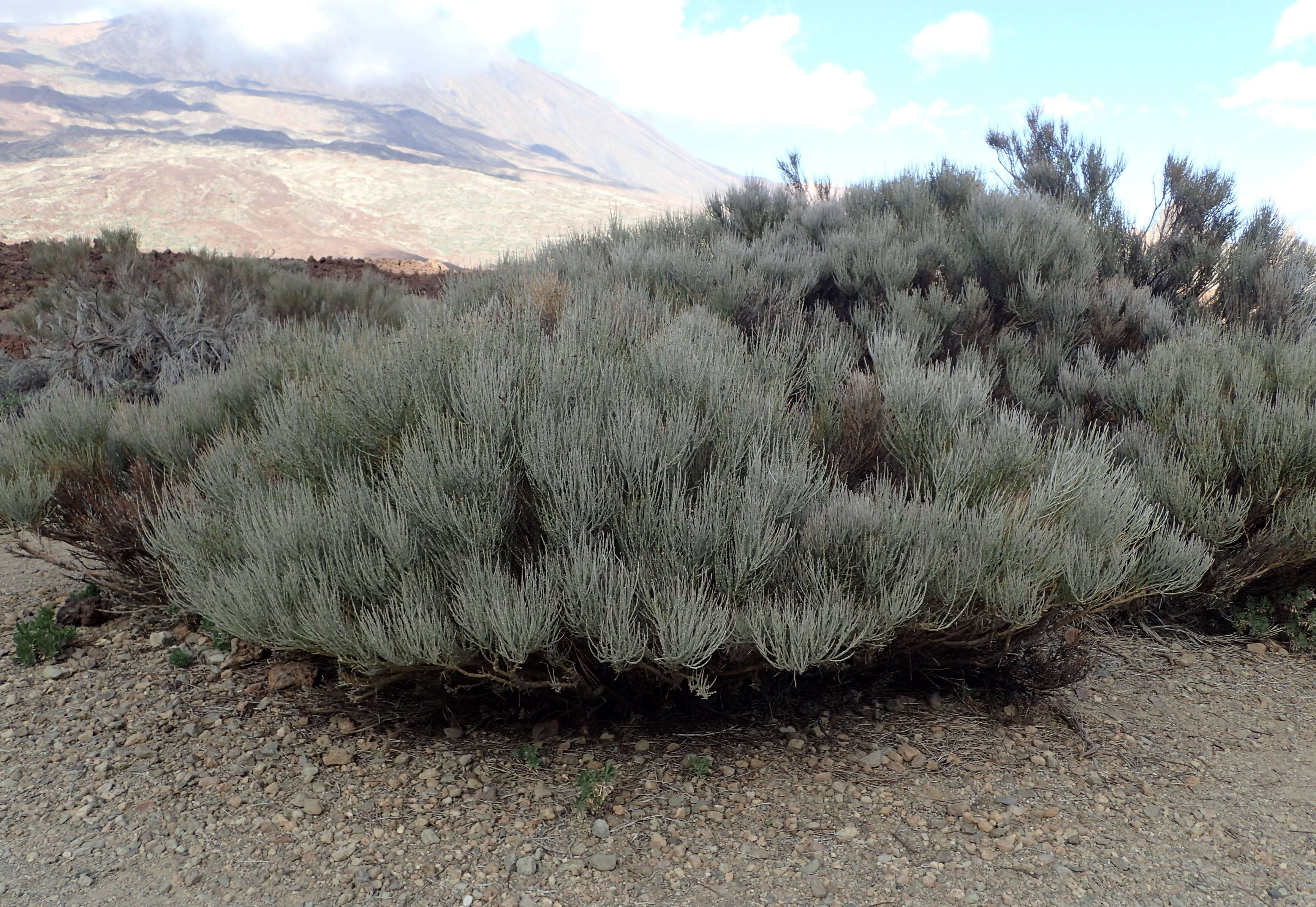 Cytisus supranubius (L. fil.) Kuntze的圖片