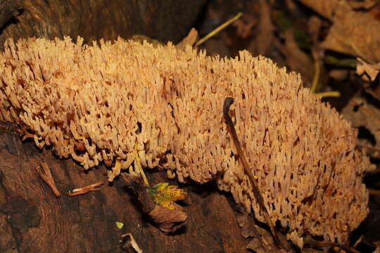 Image de Ramaria stricta (Pers.) Quél. 1888