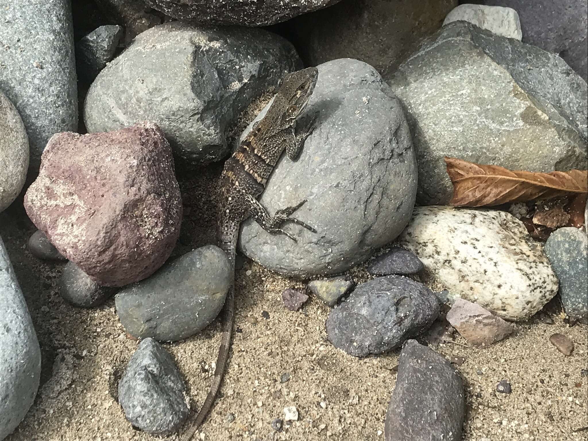 Image of De Queiroz's Spiny-tailed Iguana