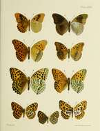 Image of Argynnis zenobia