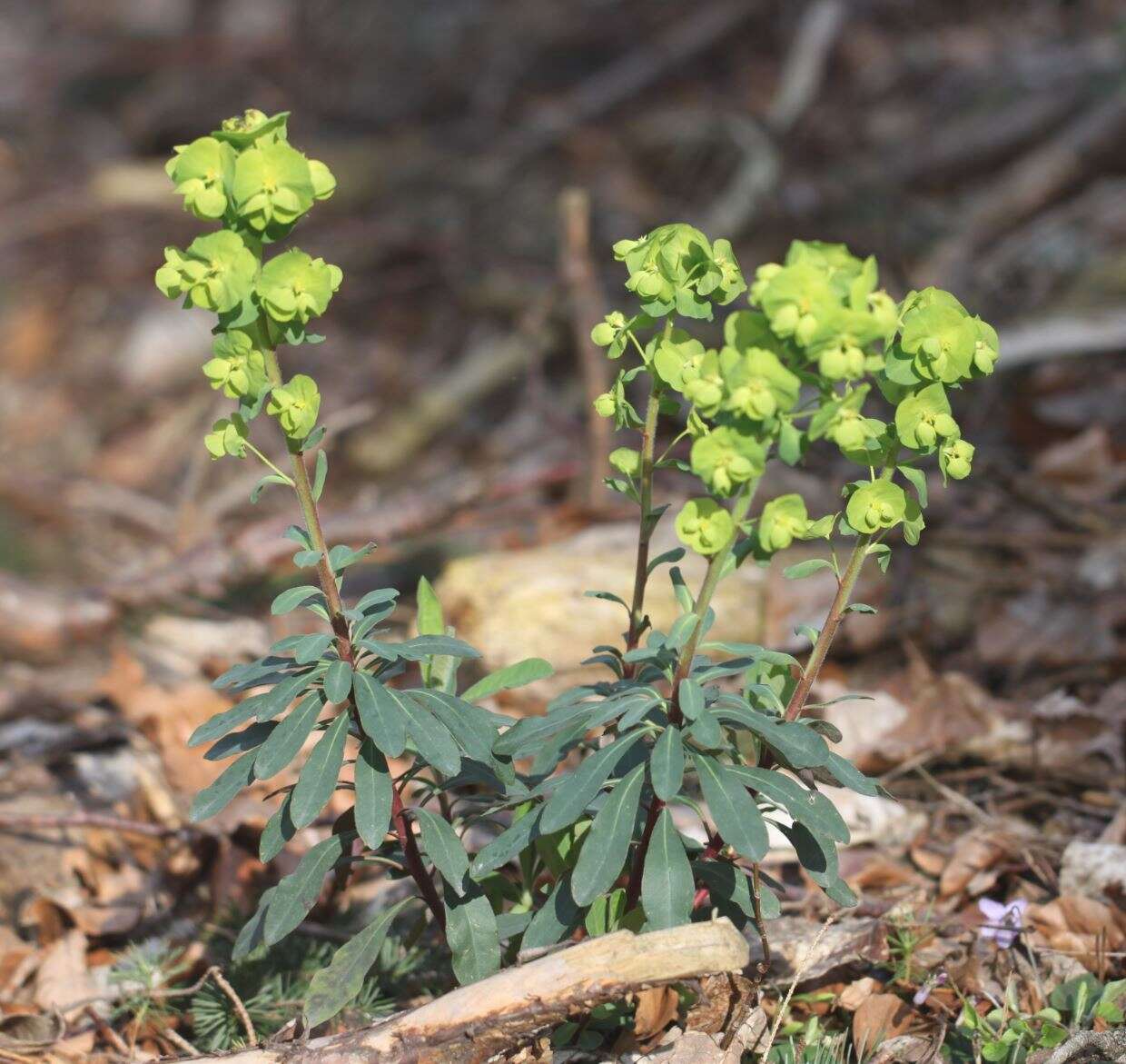 Image of Wood Spurge