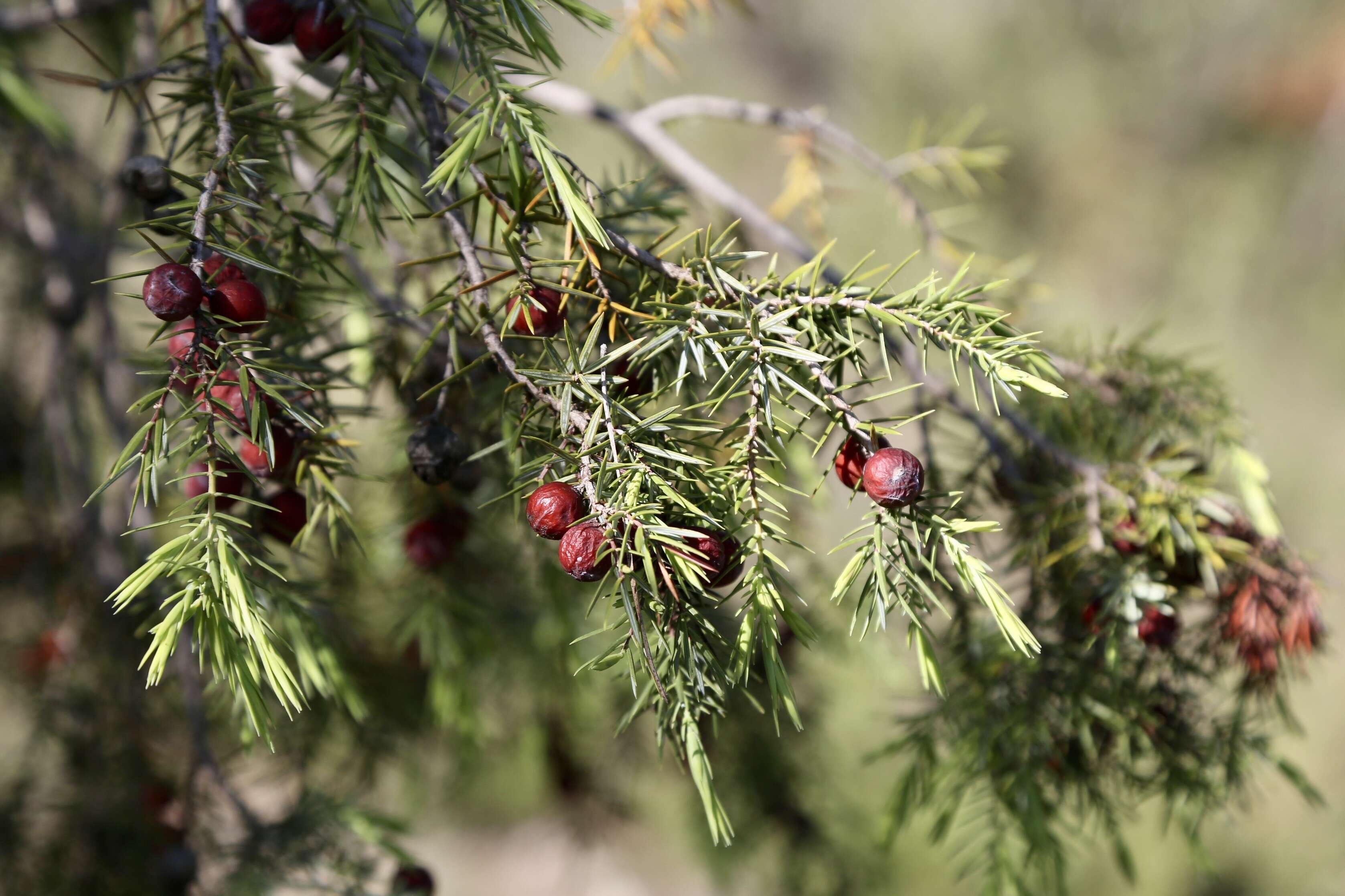 Image of Prickly Juniper