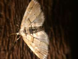 Слика од Trichophysetis