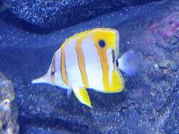 Image of Banded Longsnout Butterflyfish