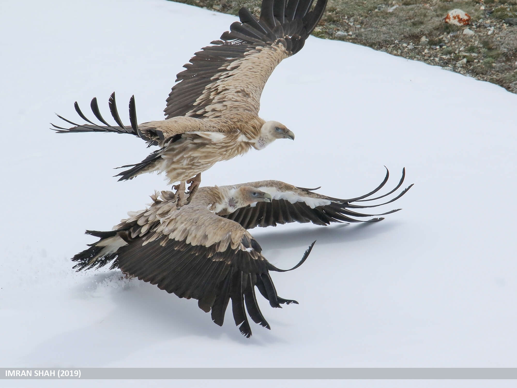 Image of Himalayan Griffon