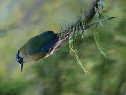 Image of Andean Motmot