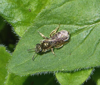 Image of Halictus tumulorum (Linnaeus 1758)