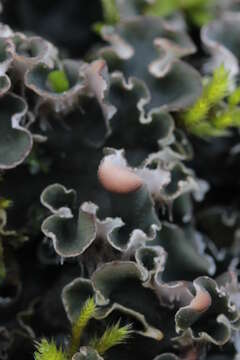 Image of felt lichen