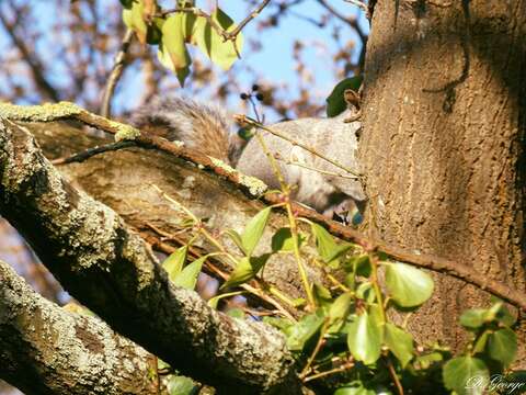 Image of Sciurus subgen. Sciurus Linnaeus 1758