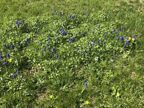 Image of Armenian grape hyacinth