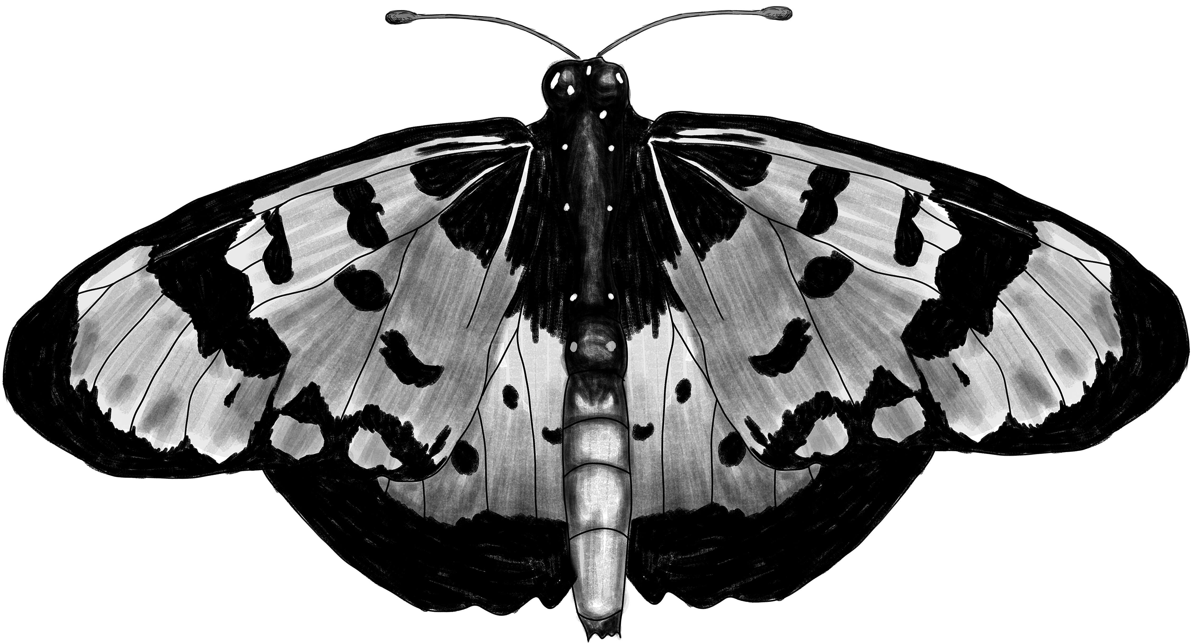 Image of Acraea acara Hewitson 1865