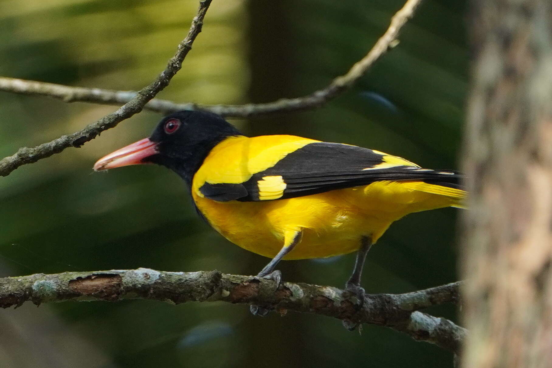 Image of Black-hooded Oriole