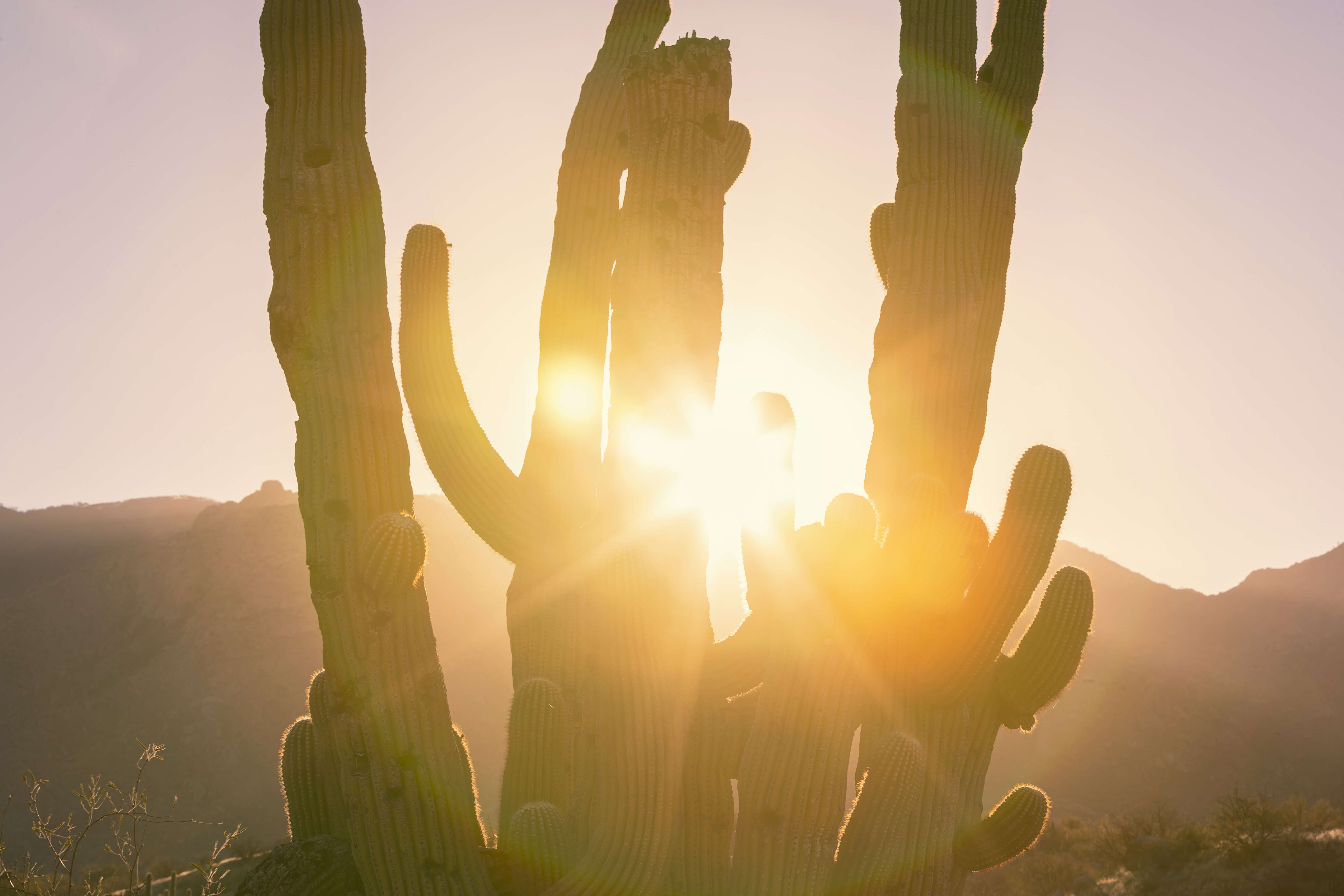 Image of saguaro