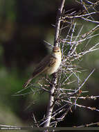 Image of Mountain Chiffchaff