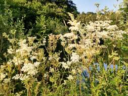 Image of Meadowsweet