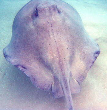 Image of Southern stingray