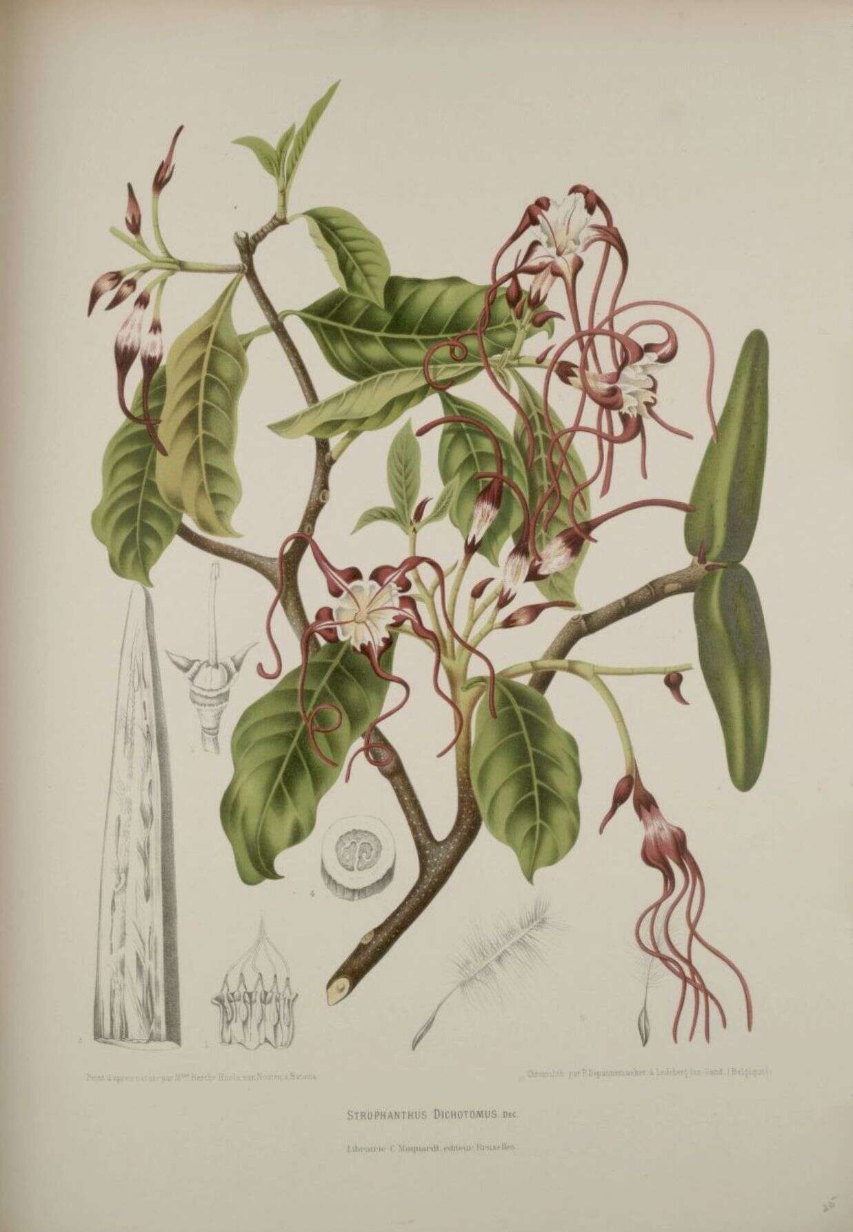 Image of Strophanthus caudatus (L.) Kurz