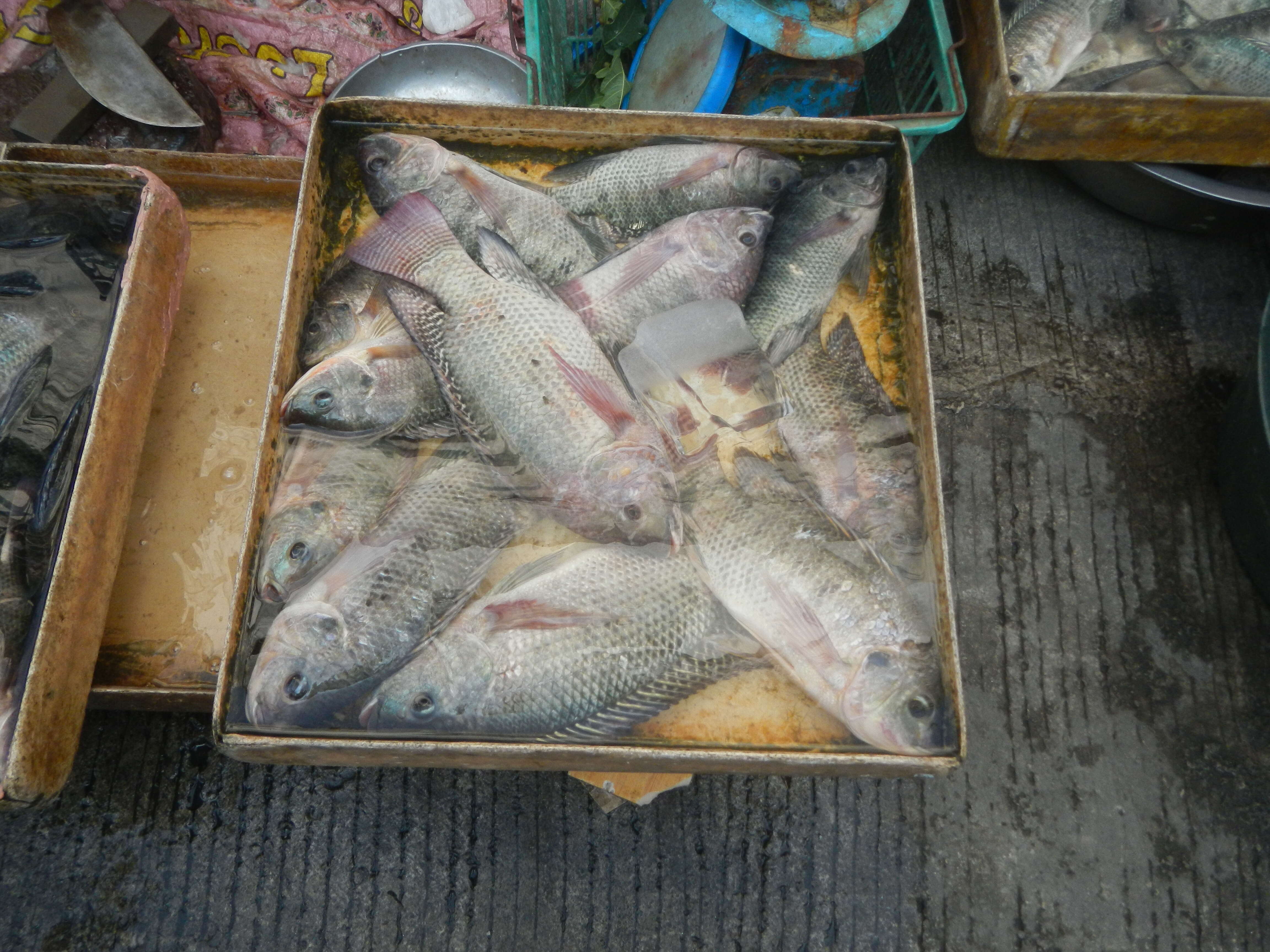 Image of Tilapia