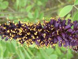 Imagem de Amorpha fruticosa L.