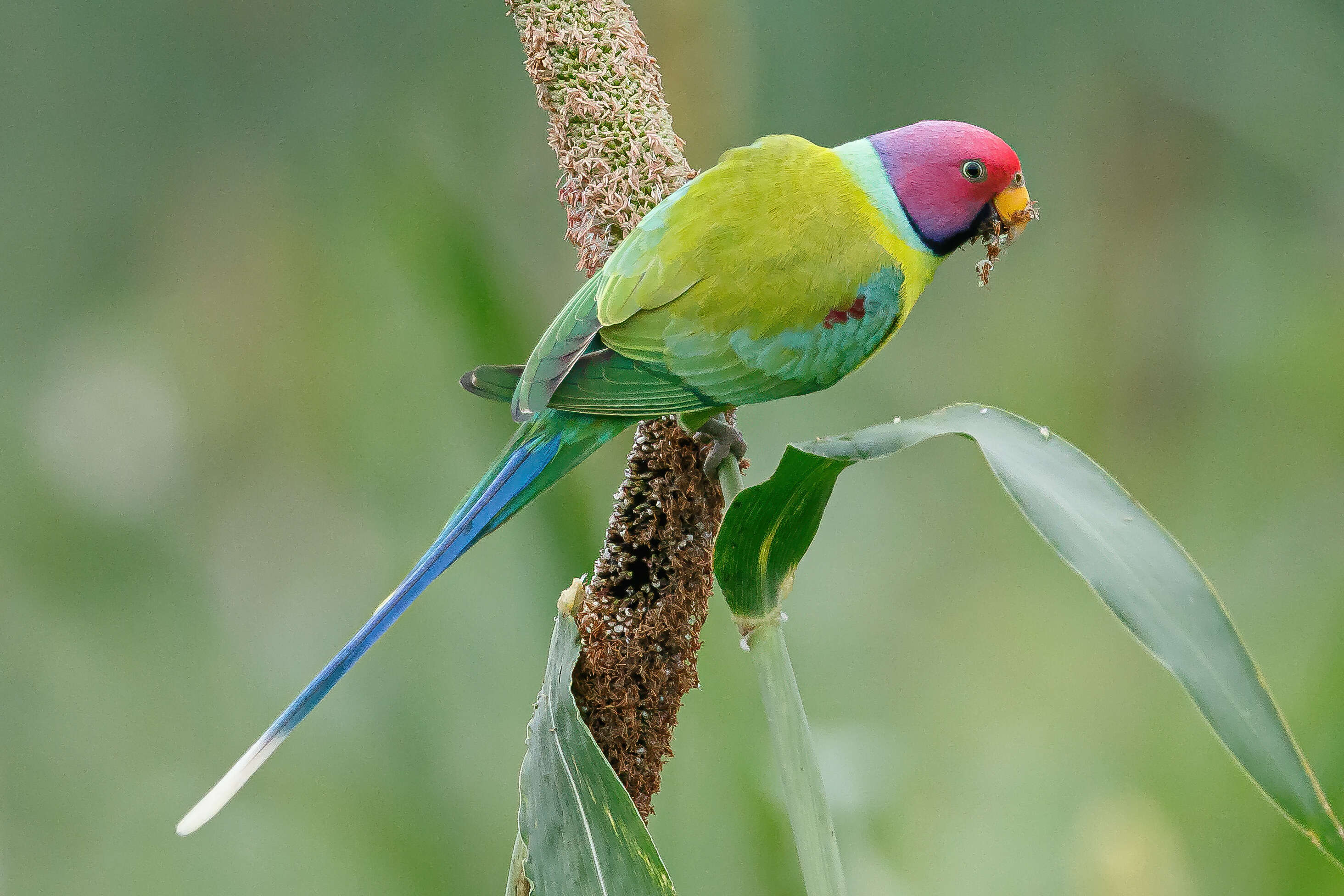 Image of Plum-headed Parakeet