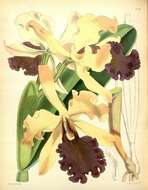 Image of Dow's Cattleya