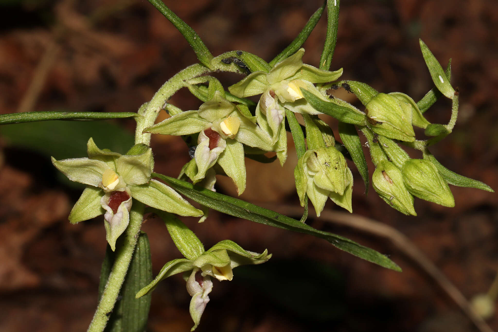 Image of Narrow-lipped helleborine