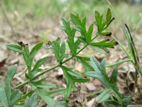 Image of burnet saxifrage