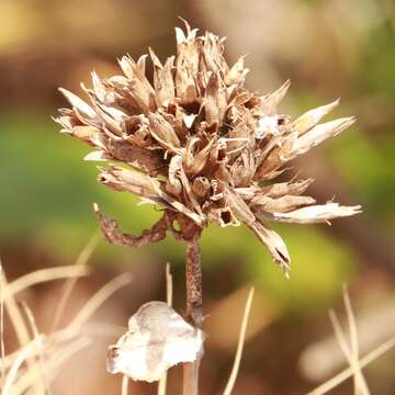 Image of Dianthus japonicus C. P. Thunb. ex A. Murray