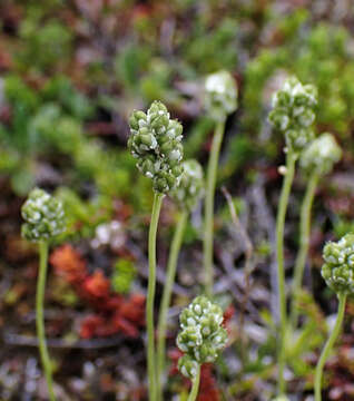 Image of Scotch false asphodel