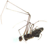 Image of cyatholipid spiders